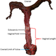 Image: Orbach et al